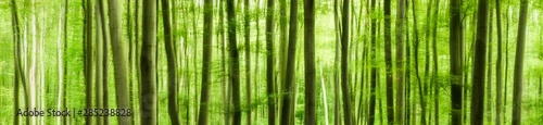 Panoramic background of green forest, abstract soft wallpaper