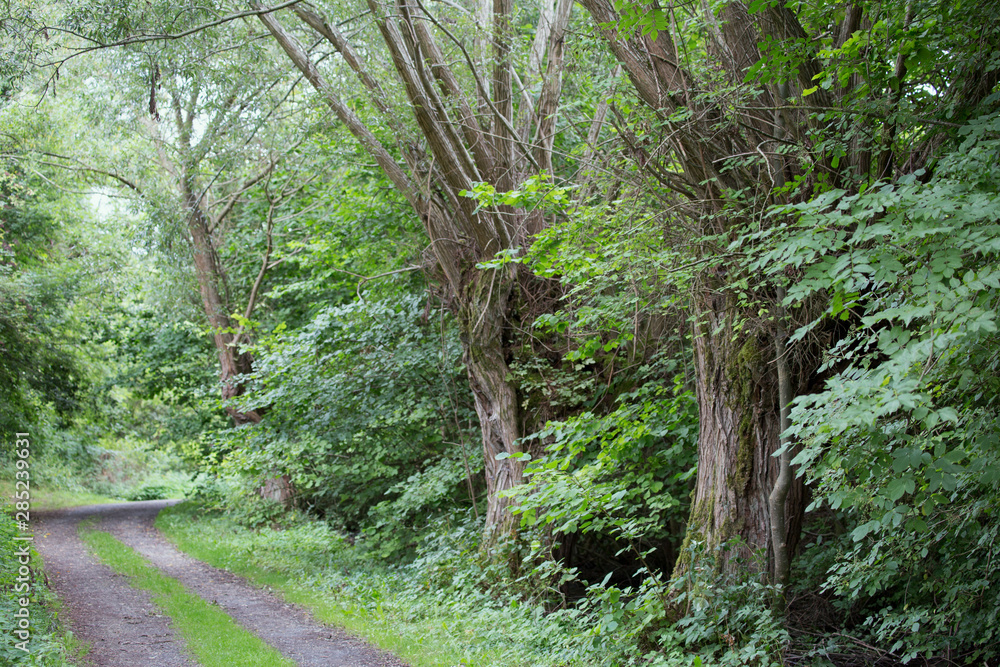 Obraz premium Waldweg / Weiden