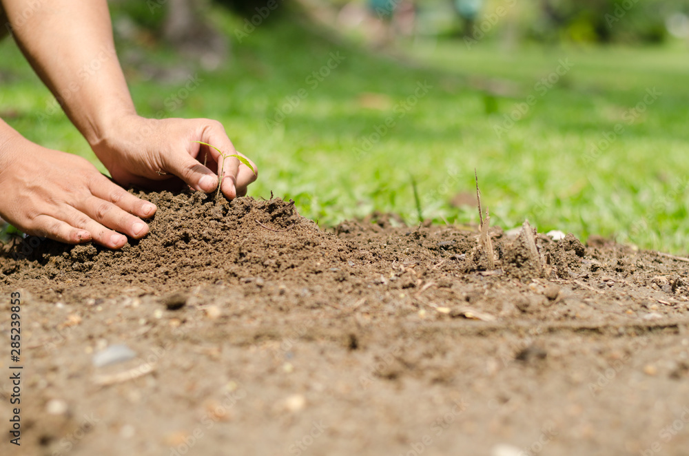 Man hands planting young tree in the garden, Eco concept. Man hands planting young tree in the garden, Eco concept.