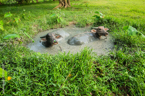 Thai buffalo  male and female  2 in the mud pond  playing in the rice fields  Phuket  Thailand
