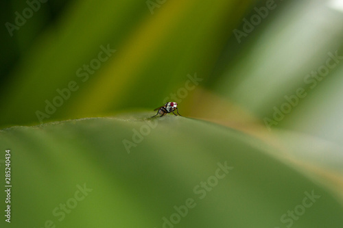colorful insects with the green background © Andre Miranda Fotos