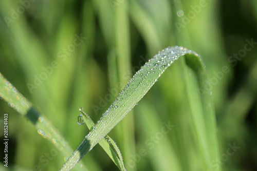 Dew on a blade of green grass, macro shot. Water drops glittering in sunny day, freshness concept, nature background