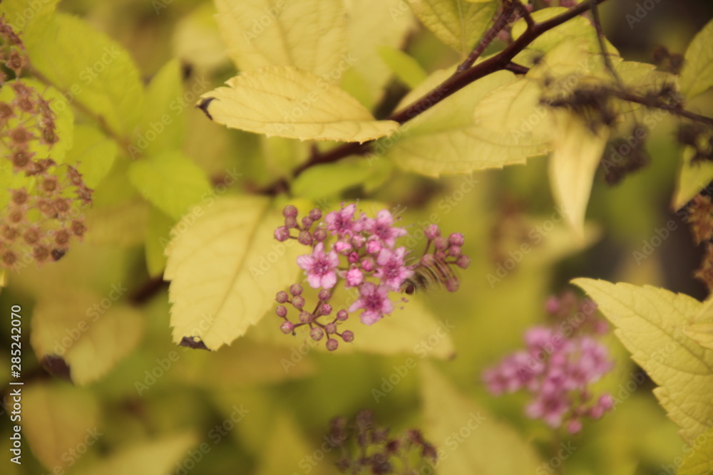 autumn, leaf, nature, tree, leaves, fall, flower, yellow, plant, red, season, branch, green, spring, foliage, blossom, forest, color, pink, maple, bright, garden, flora, orange, closeup autumn, leaf, nature, tree, leaves, fall, flower, yellow, plant, red, season, branch, green, spring, foliage, blossom, forest, color, pink, maple, bright, garden, flora, orange, closeup