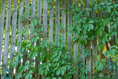 wooden fence overgrown with green plants with leaves