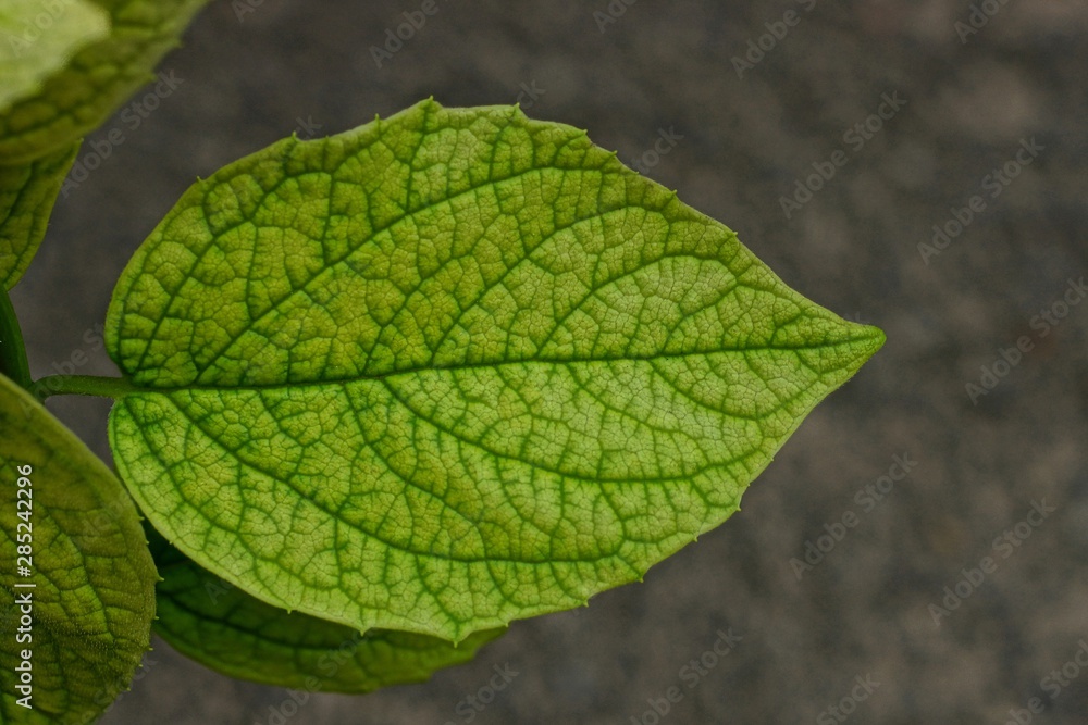 one green leaf of jasmine on a branch on a gray background one green leaf of jasmine on a branch on a gray background