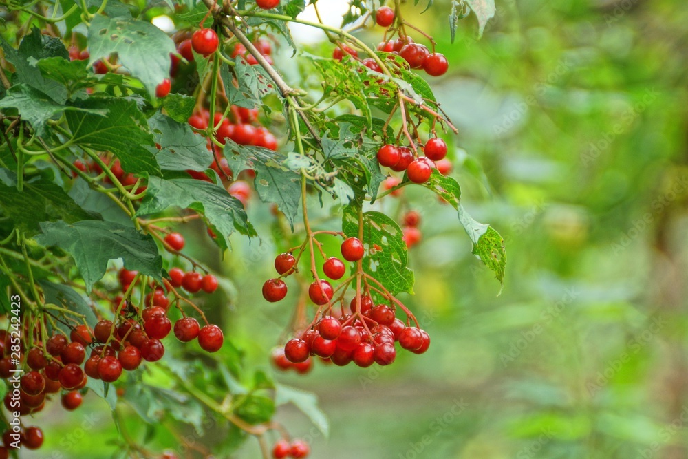 red berries of viburnum on branches with green leaves red berries of viburnum on branches with green leaves