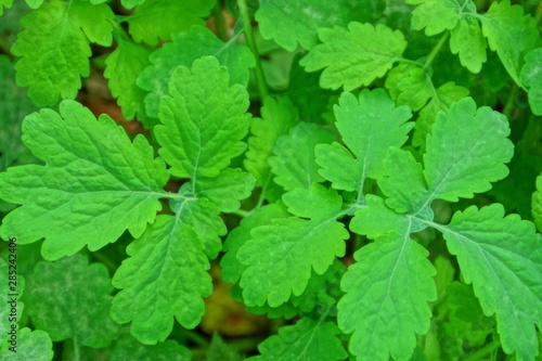 Wallpaper Mural natural green background  of green leaves of a wild plant Torontodigital.ca