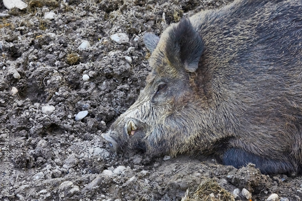 Old boar while dozing in the par Old boar while dozing in the par