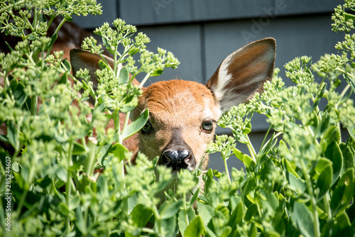 fawn baby deer