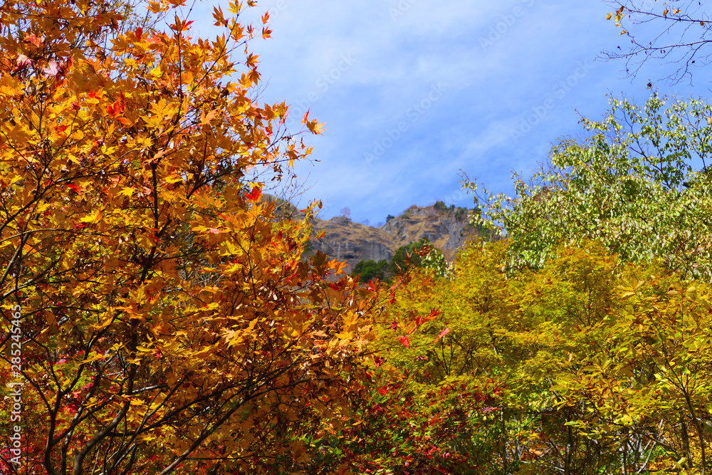 妙高戸隠高原国立公園。戸隠神社奥社参道より戸隠連峰を望む。長野　日本。１０月下旬。