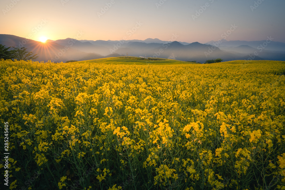 Obraz premium 三ノ倉高原花畑