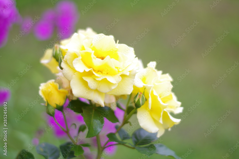 Summer flower. The flowers are bright. The buds are beautiful Summer flower. The flowers are bright. The buds are beautiful