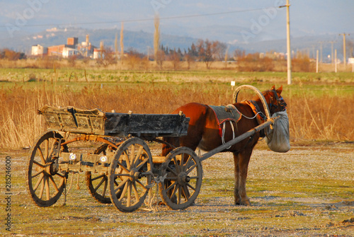 荷車を曳く馬（トルコ地中海沿岸地方）  photo