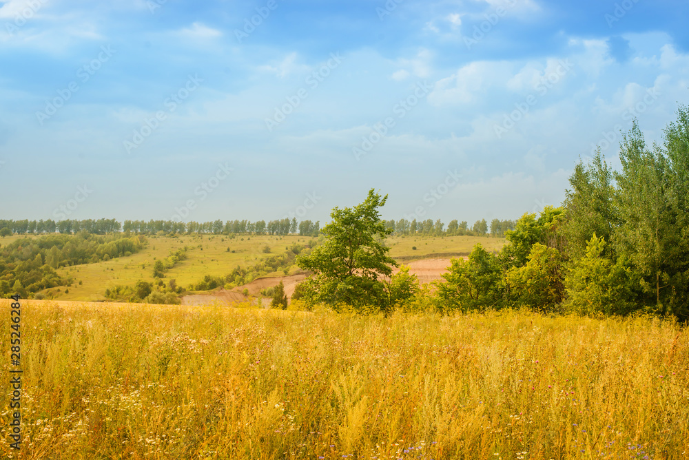 Fototapeta premium Landscape with field in late summer
