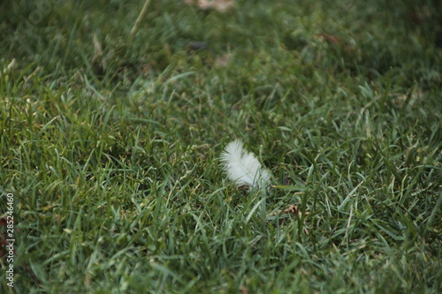 flower, grass, lamp, dandelion, spring, green, plant, daisy, summer, meadow, white, field, flowers, garden, yellow, flora, macro, blossom, season, floral, natural, blowball, seeds, lawn, weed 