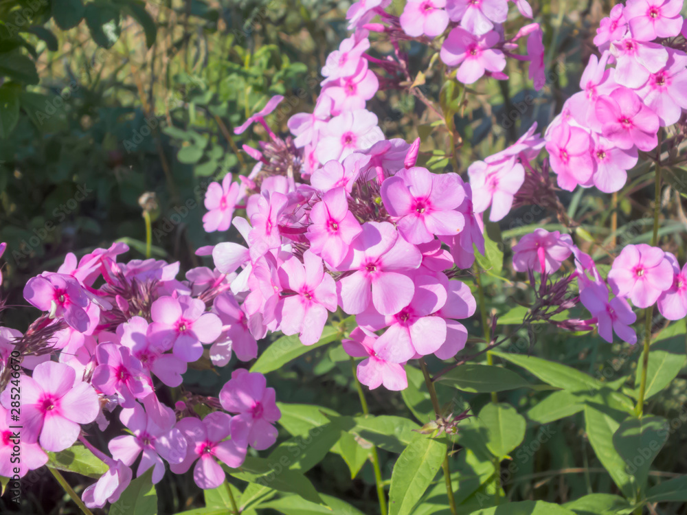 Summer flower. The flowers are bright. The buds are beautiful Summer flower. The flowers are bright. The buds are beautiful