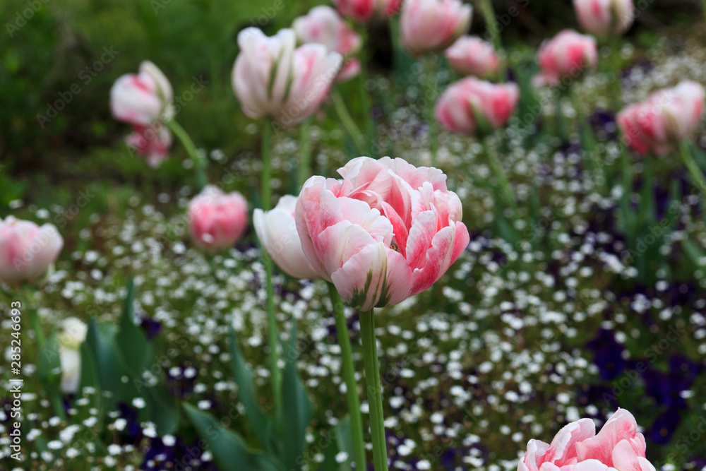 Fototapeta premium Blume