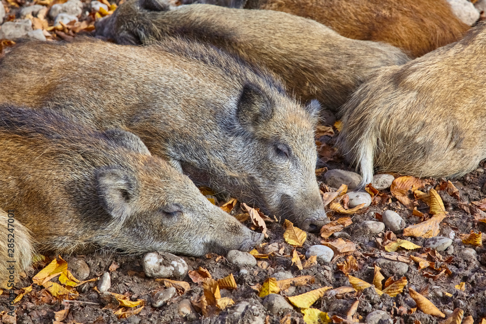 Young wild boars while sunning in the park Young wild boars while sunning in the park