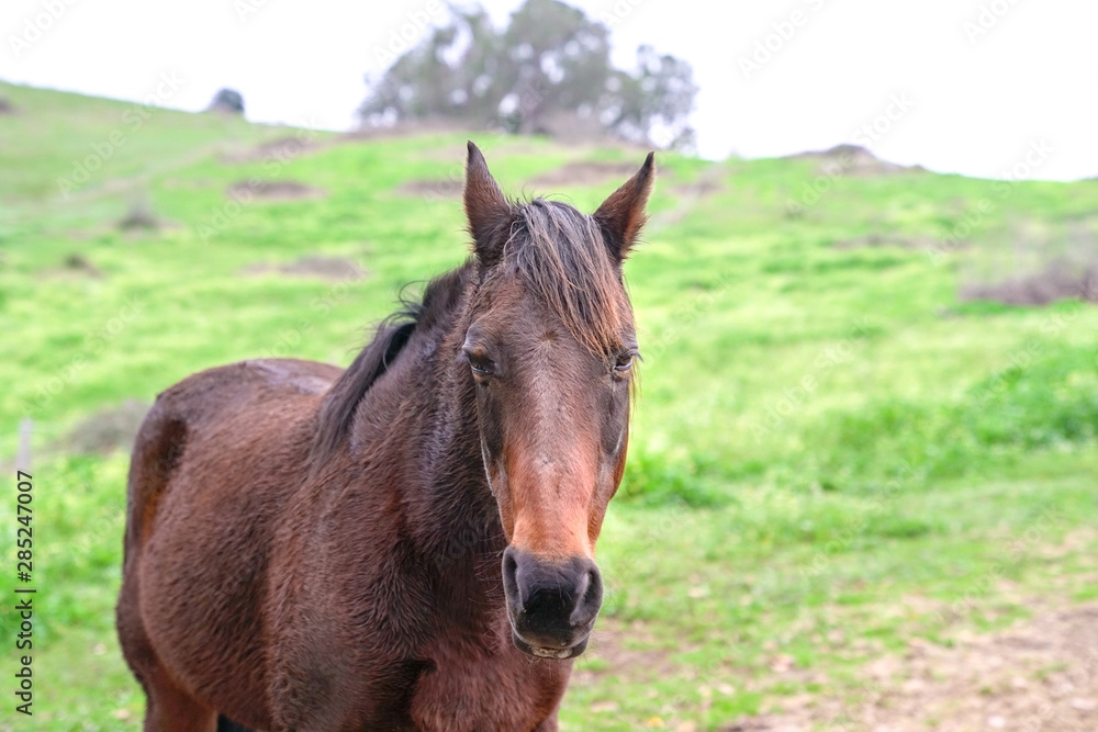 Horse head portrait, against green grass background.