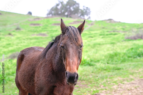 Horse head portrait, against green grass background. © sinseeho