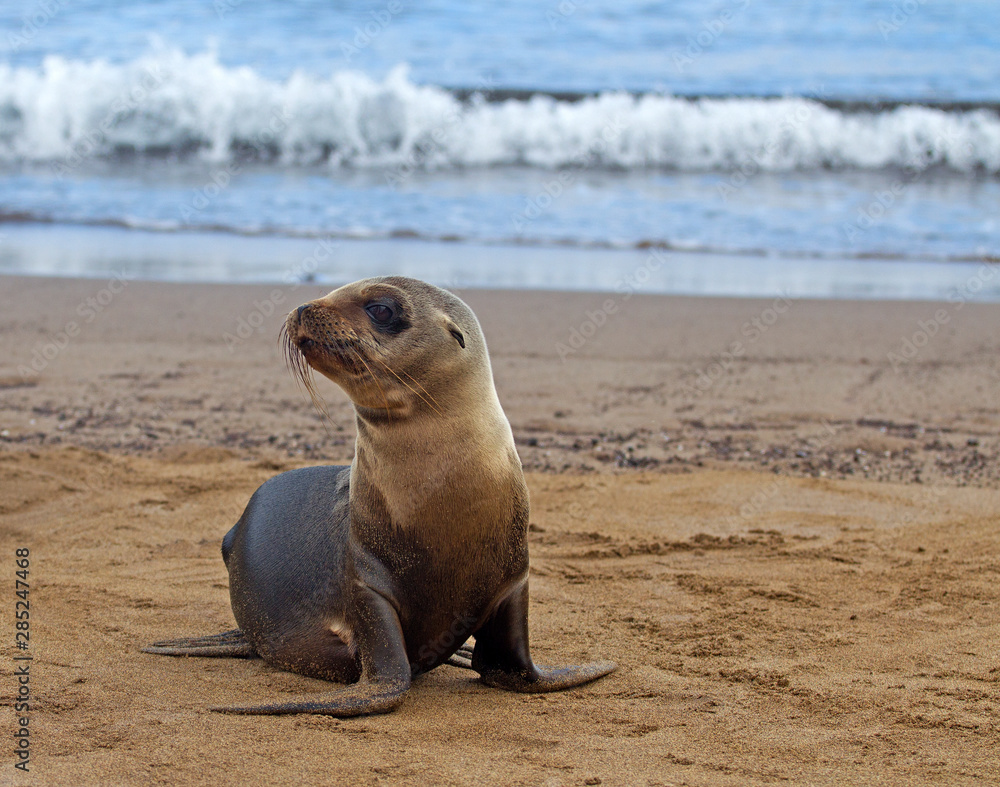 Obraz premium Very young sea lion alone on the beach