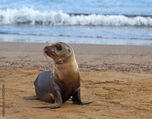 Very young sea lion alone on the beach