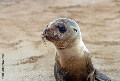 Very young sea lion alone on the beach