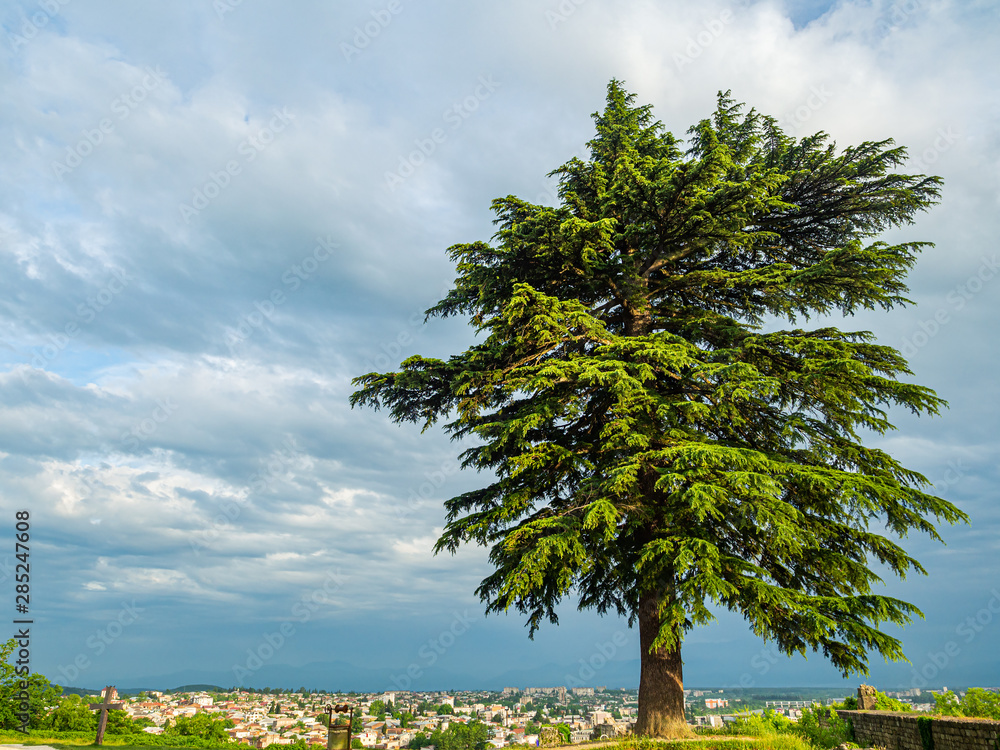Giant coniferous tree standing at the top of Ukimerioni Hill near famous Bagrati Cathedral in Georgia. Buildings of Kutaisi are seen below.
