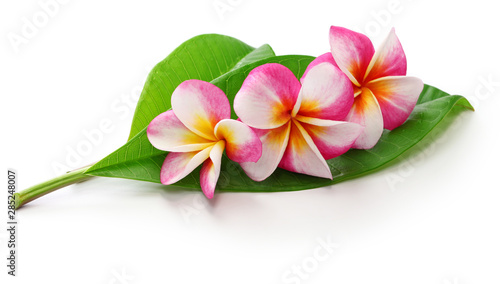  plumeria flowers and leaves isolated on white background