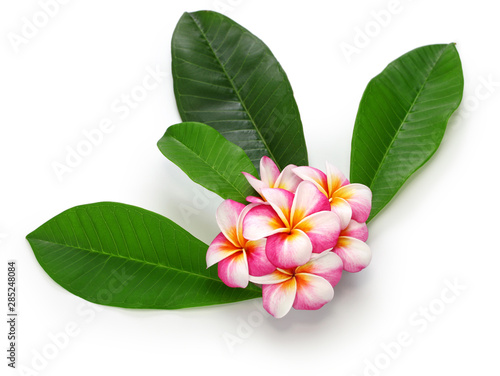  plumeria flowers and leaves isolated on white background