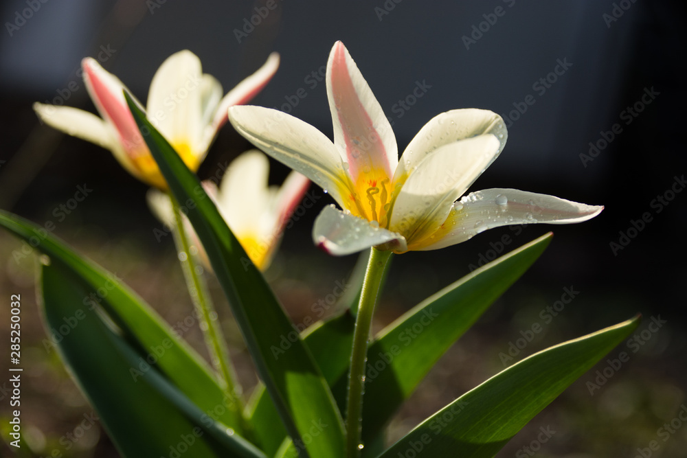 Obraz premium flower