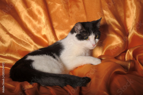 Obraz na plátně black and white cat on an orange background