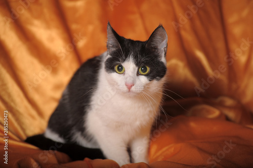 Obraz na plátně black and white cat on an orange background