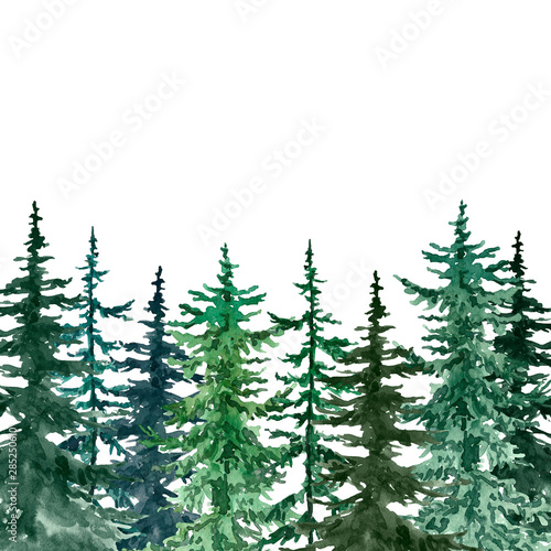 Watercolor pine trees background. Banner with hand painted pine forest  isolated. Winter wonderland illustration for Christmas.