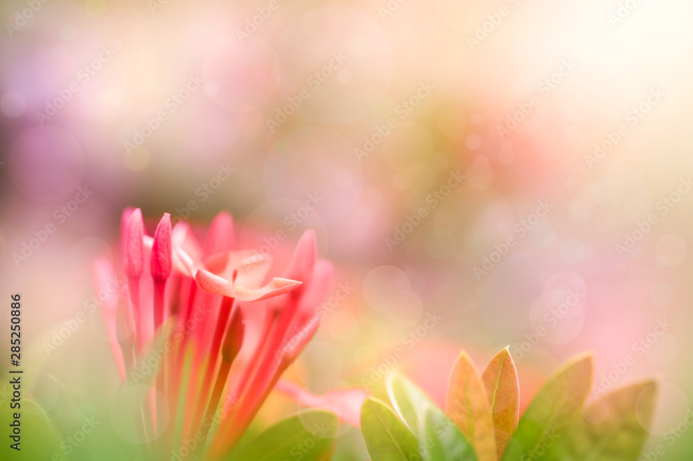 Rich and colorful natural background Blurred by flowers and leaves.