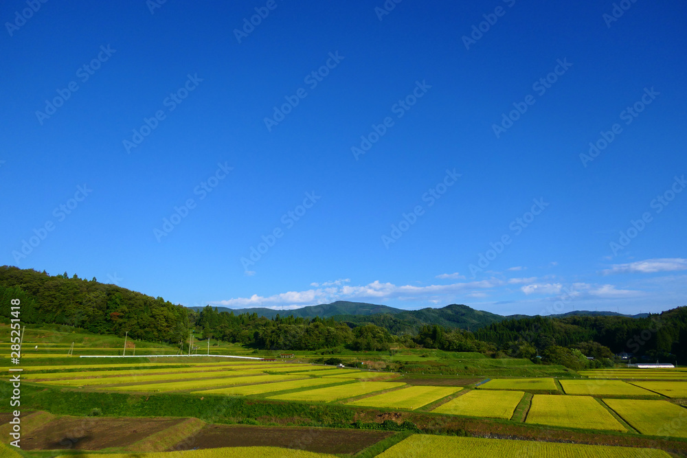 収穫を待つ秋の棚田。江刺　岩手　日本。９月下旬。