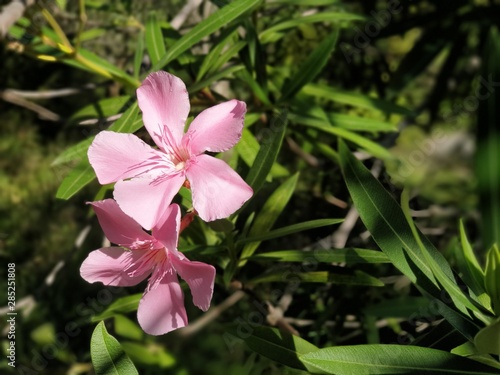 Fleur de laurier