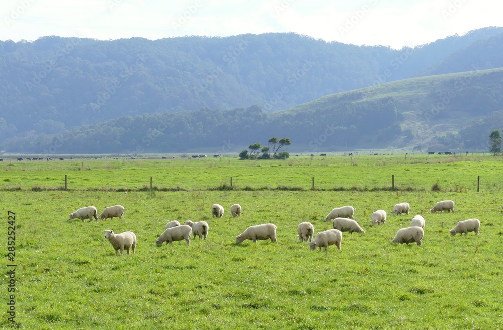 Sheep of Australia