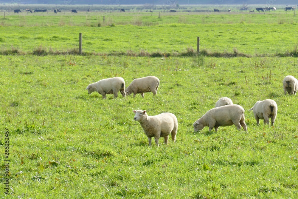 Sheep of Australia