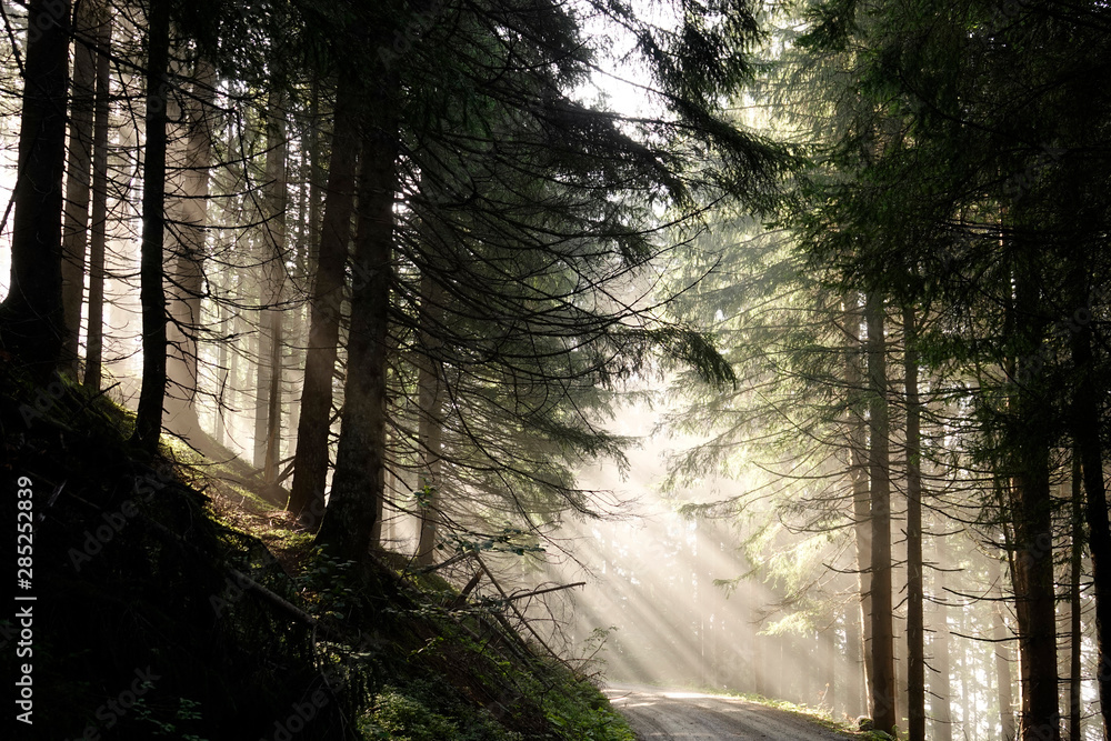 Fototapeta premium beautiful sunny morning in the forest with fog and sunbeams 