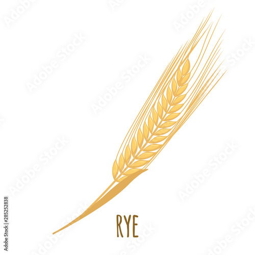 Rye or Wheat ear with grains isolated on white.