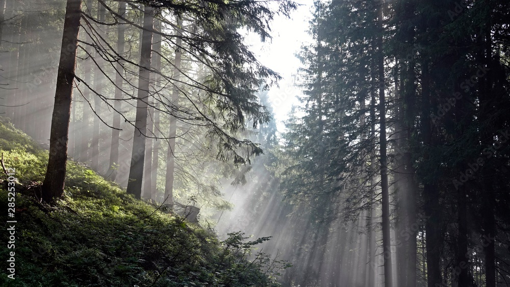 Fototapeta premium beautiful sunny morning in the forest with fog and sunbeams 