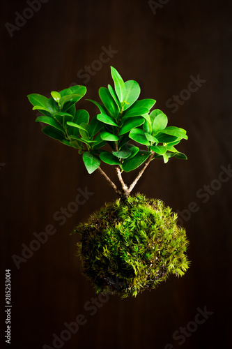 Ficus microcarpa as hanging Kokedama plant