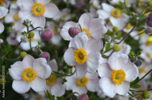 Herbst-Anemone