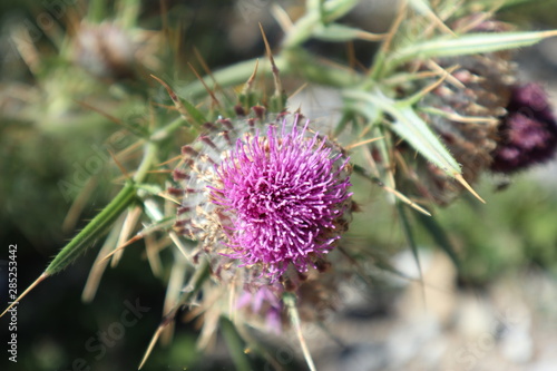 Gewöhnliche Kratzdistel  photo