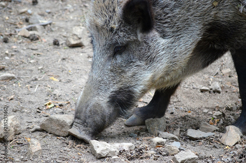 Wildschwein