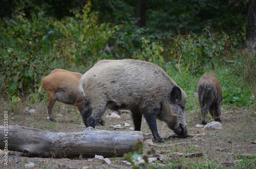 Wildschwein