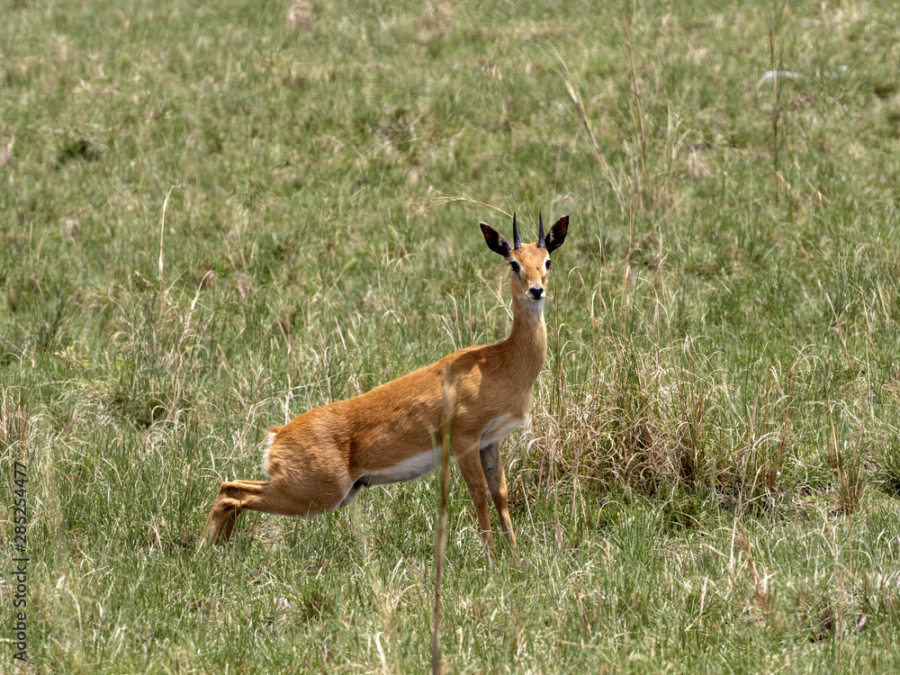 Fototapeta premium Small Antelope Oribi, Ourebia ourebi, in tall grass Senkelle Swayne's Hartebeest sanctuary, Ethiopia