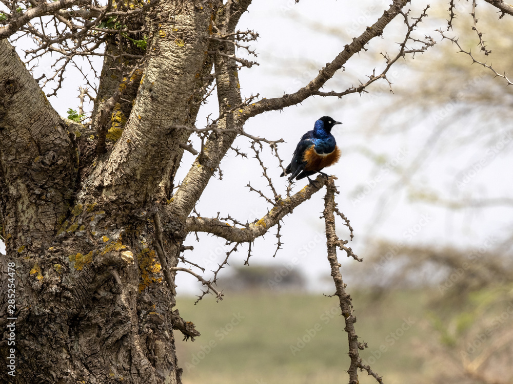 Superb starling, Lamprotornis superbus, is a very beautiful bird of Ethiopia Superb starling, Lamprotornis superbus, is a very beautiful bird of Ethiopia