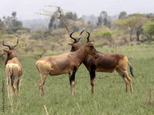Rare Swayne s hartebeests  Alcelaphus buselaphus swaynei  Senkelle Swayne s Hartebeest sanctuary  Ethiopia